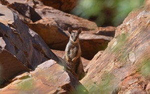 Black Footed Rock Wallaby