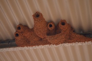 Swallow nests?