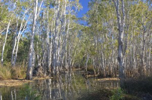 Elsey National Park morning
