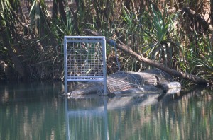 Croc trap