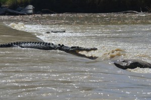 Kakadu2_07