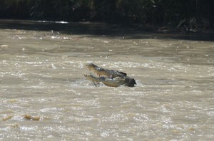 Kakadu2_09