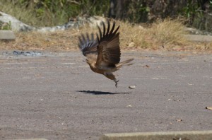 Kakadu2_11