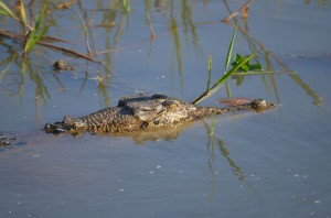 Kakadu_1_12